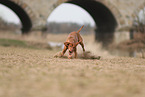 Magyar Vizsla in autumn