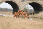 2 Magyar Vizsla
