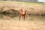 Magyar Vizsla in autumn
