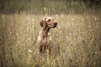 male Magyar Vizsla