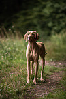 male Magyar Vizsla