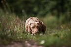 male Magyar Vizsla