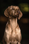 male Magyar Vizsla