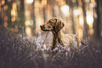 young Magyar Vizsla