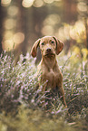 young Magyar Vizsla