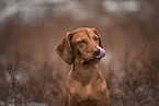 shorthaired Magyar Vizsla