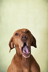 Magyar Vizsla Portrait