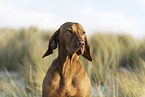 Magyar Vizsla Portrait