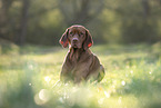 Magyar Vizsla in summer