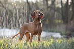 Magyar Vizsla in summer