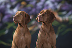 2 Magyar Vizsla