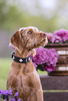 female Magyar Vizsla