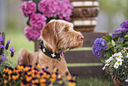 female Magyar Vizsla