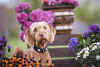 female Magyar Vizsla