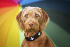 female Magyar Vizsla