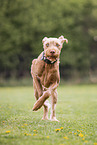 female Magyar Vizsla
