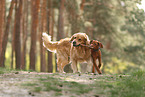 2 dogs