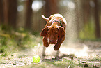 young Magyar Vizsla