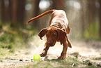 young Magyar Vizsla