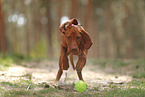 young Magyar Vizsla