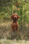 young Magyar Vizsla