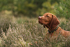 young Magyar Vizsla