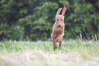 Magyar Vizsla Puppy