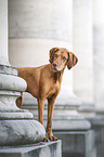 male Magyar Vizsla