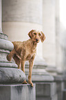female Magyar Vizsla