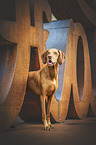 male Magyar Vizsla
