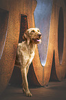 female Magyar Vizsla