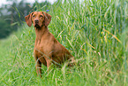 female Magyar Vizsla