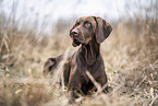 Magyar Vizsla