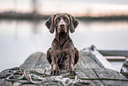 Magyar Vizsla