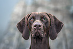 Magyar Vizsla