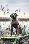 Magyar Vizsla