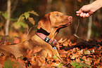 Magyar Vizsla
