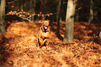 young Magyar Vizsla