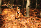 young Magyar Vizsla