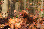 Magyar Vizsla