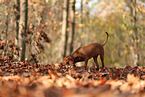 Magyar Vizsla
