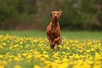 Magyar Vizsla