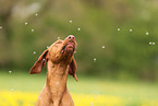 Magyar Vizsla