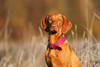 Magyar Vizsla