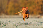 Magyar Vizsla