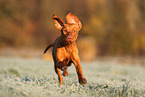 Magyar Vizsla