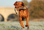 Magyar Vizsla