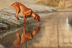 Magyar Vizsla