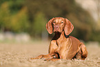 Magyar Vizsla