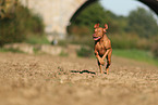 Magyar Vizsla